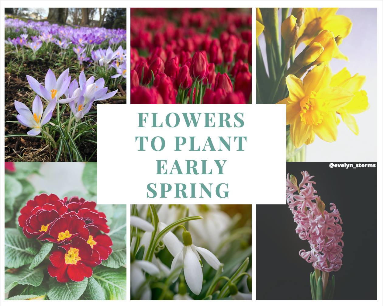 How To Prepare Your Garden For Spring Evelyn Storms